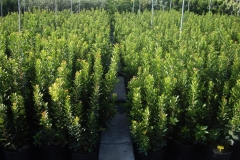 Arbutus unedo 